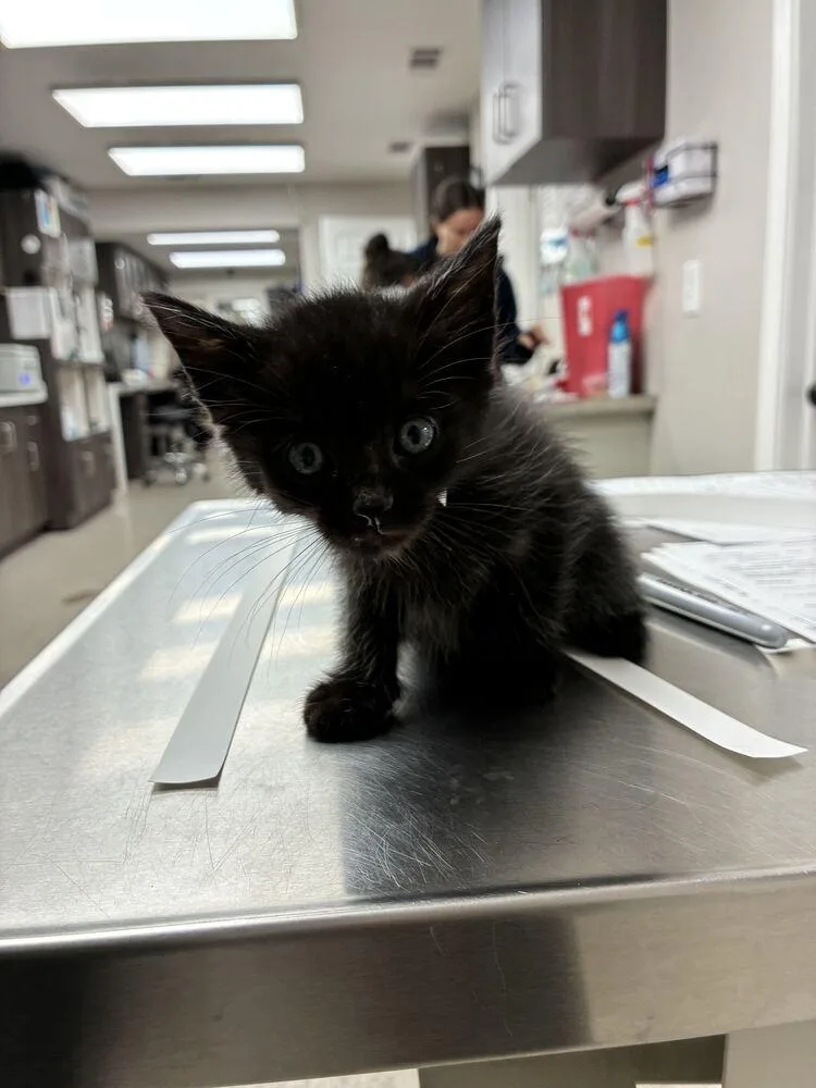 A baby small-sized male Domestic Short Hair cat named Beignet for adoption in Marietta, GA