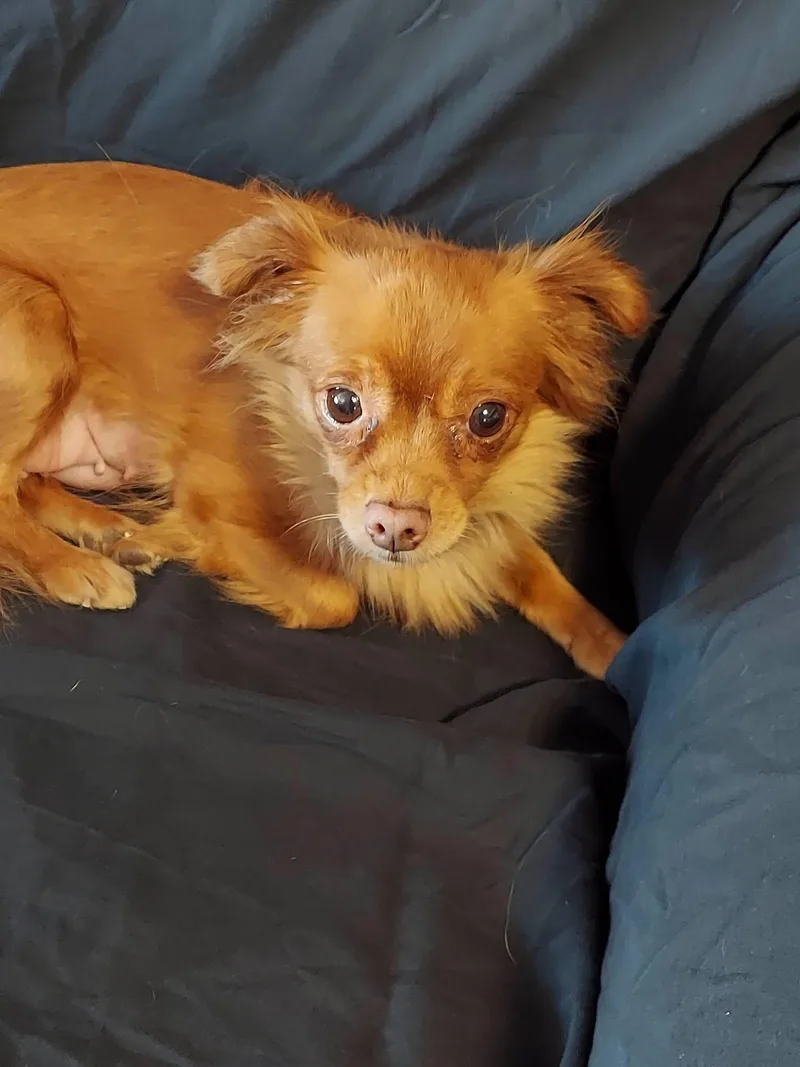 A young small-sized female Pomeranian dog named Brownie Bites for adoption in Oakland, CA