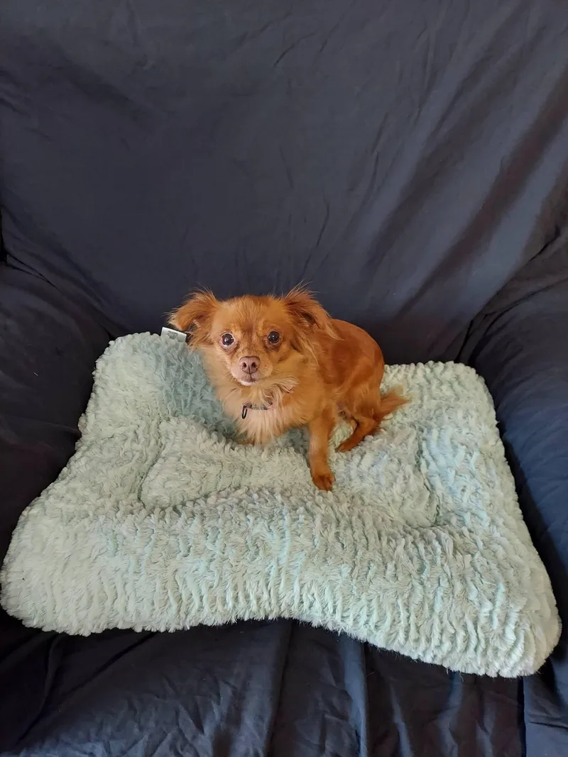 Brownie Bites thumbnail 2