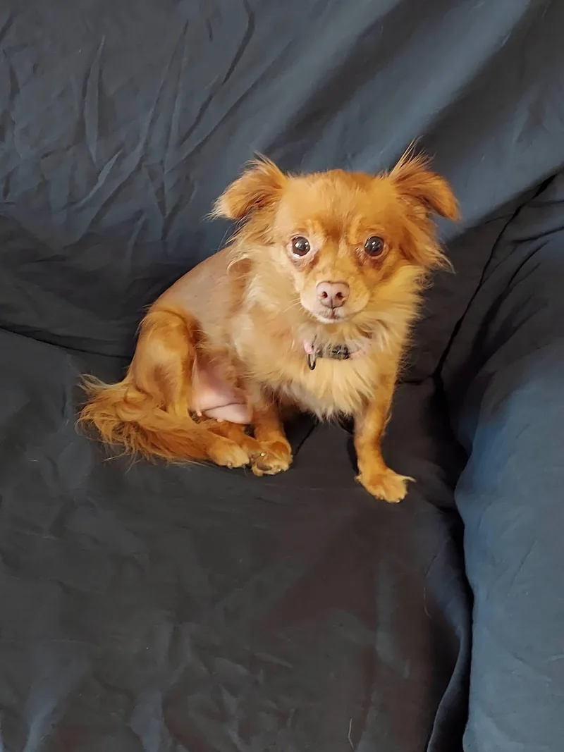 Brownie Bites thumbnail 3