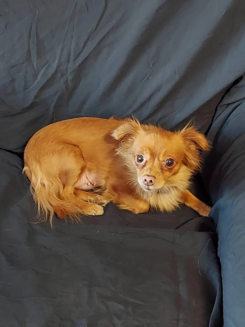 Brownie Bites thumbnail 5