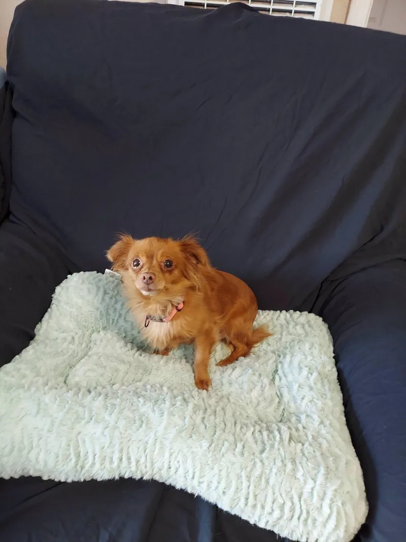 Brownie Bites thumbnail 6