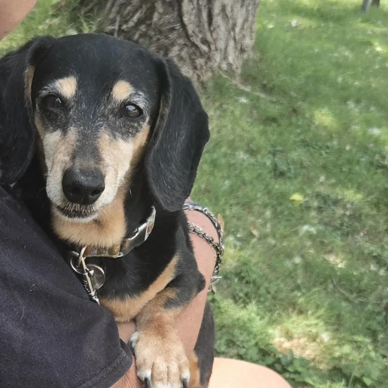 A senior small-sized female Black Dachshund dog named Sweet Heart for adoption in Austin, TX