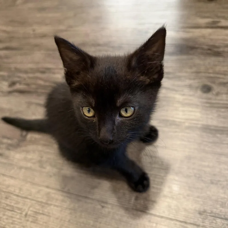 A baby medium-sized male Black Domestic Short Hair cat named Lua for adoption in San Jose, CA
