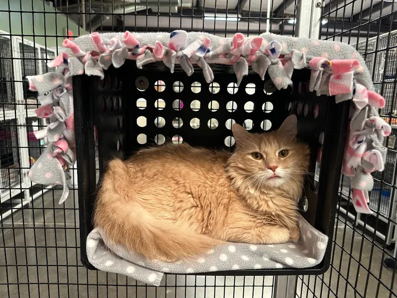 An adult medium-sized male Domestic Medium Hair cat named Turkey Sandwich for adoption in Raleigh, NC