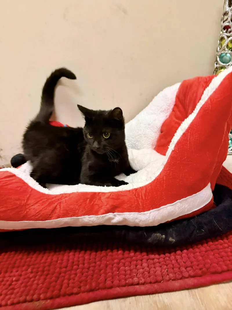 A young small-sized female Domestic Short Hair cat named Riley for adoption in Terre Haute, IN