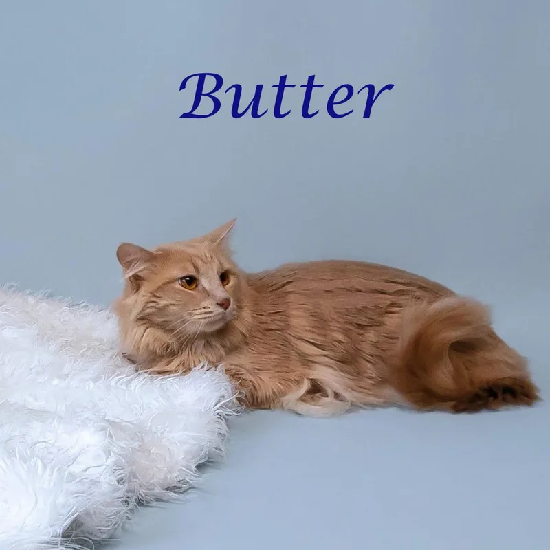 Butter C thumbnail 4