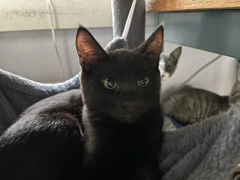 A baby medium-sized male Black Domestic Short Hair cat named Taz for adoption in Rochester, WA