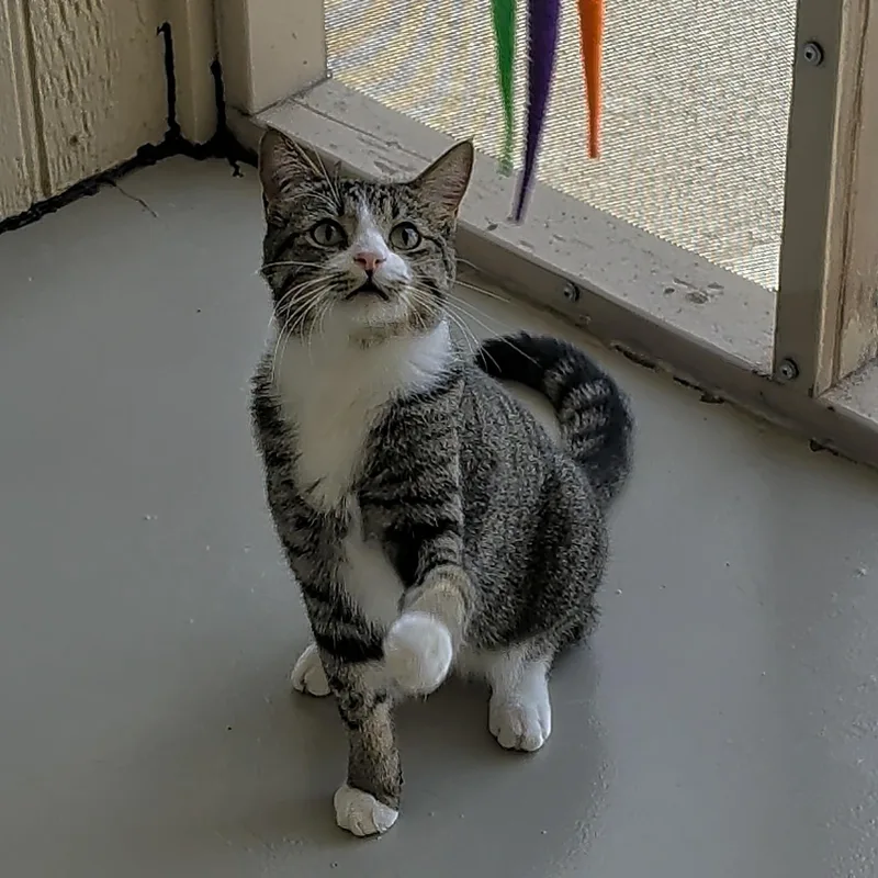 An adult medium-sized male White Domestic Short Hair cat named Harvey for adoption in Sonoita, AZ