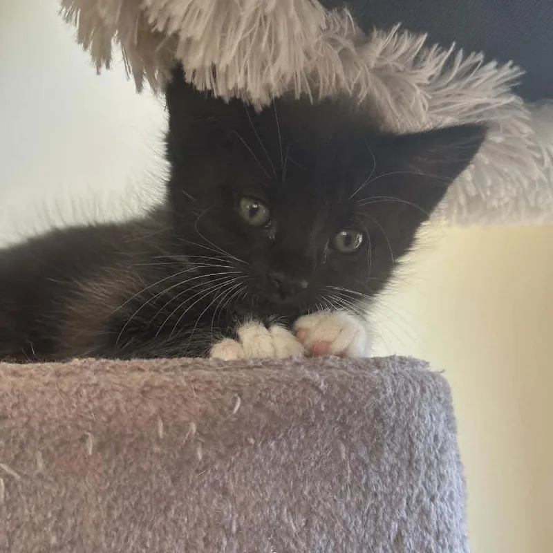 A baby small-sized female Black Domestic Short Hair cat named Ceecee for adoption in Reisterstown, MD