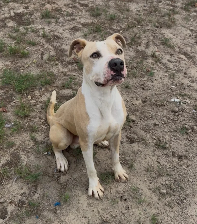 Ghost Face thumbnail 3