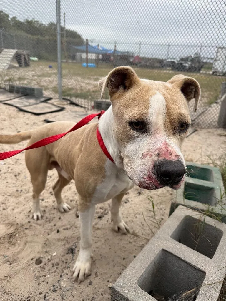 Ghost Face thumbnail 5