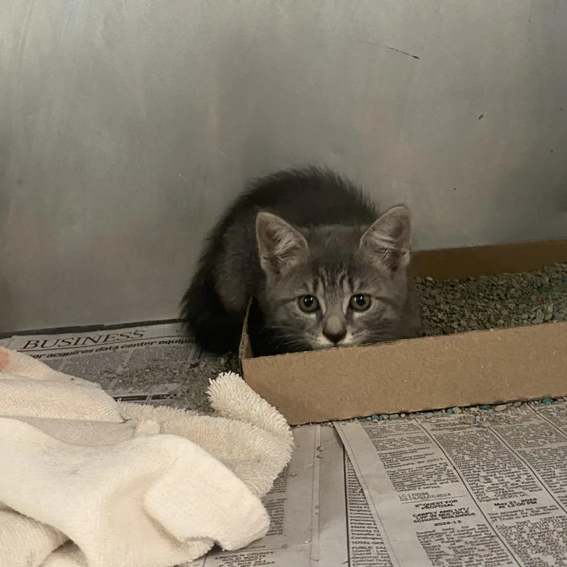An adult medium-sized female Gray / Blue / Silver Domestic Short Hair cat named Nyan Cat for adoption in Charleston, WV