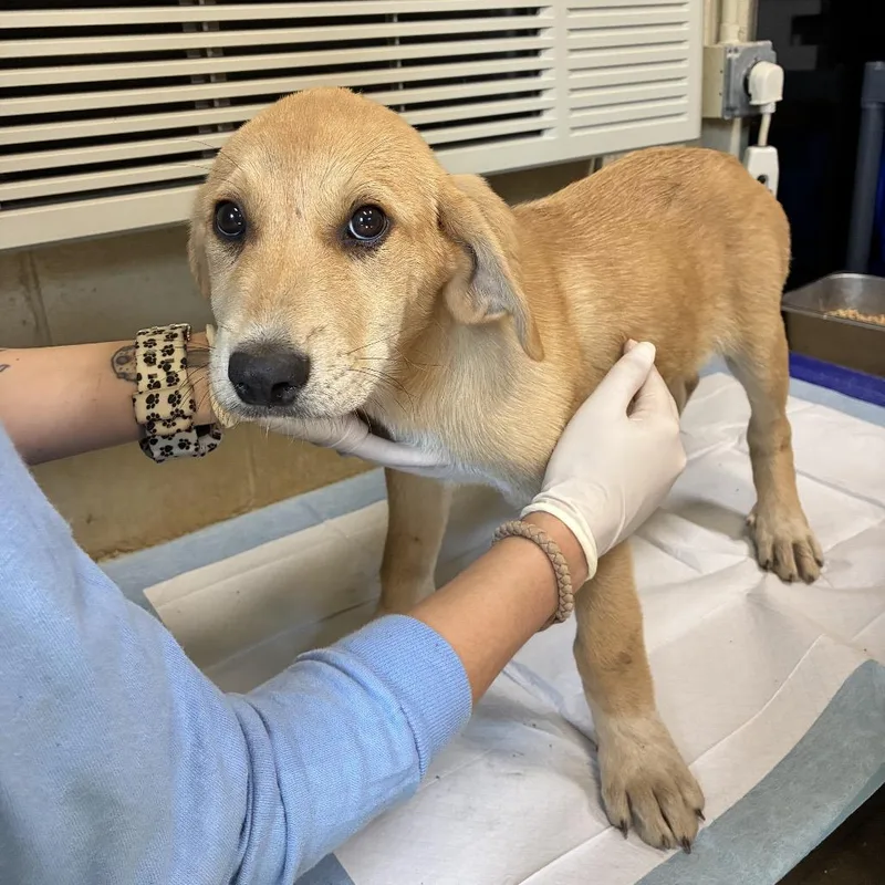 A baby large-sized female Yellow / Tan / Blond / Fawn Anatolian Shepherd dog named Riley for adoption in Columbus, NC