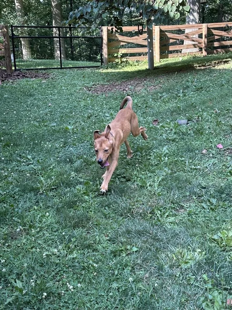A baby medium-sized male Brown / Chocolate Collie dog named Wintermint for adoption in Pottstown, PA