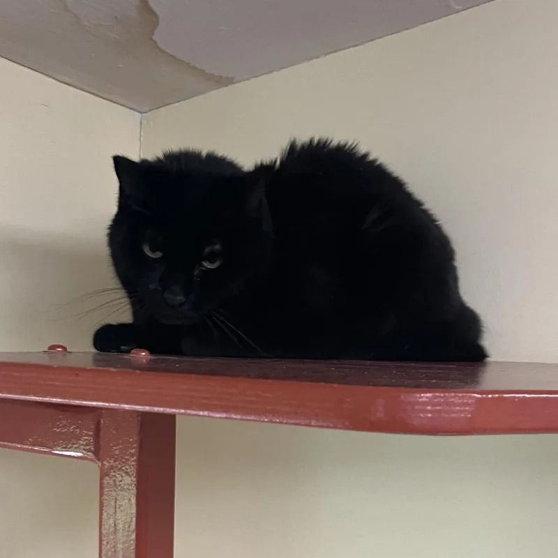 A senior medium-sized male Black Domestic Short Hair cat named Troubles for adoption in Bedford, NH