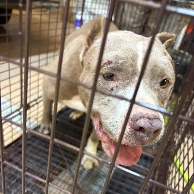 An adult medium-sized female Yellow / Tan / Blond / Fawn Mixed Breed dog named Mochi for adoption in Gadsden, AL