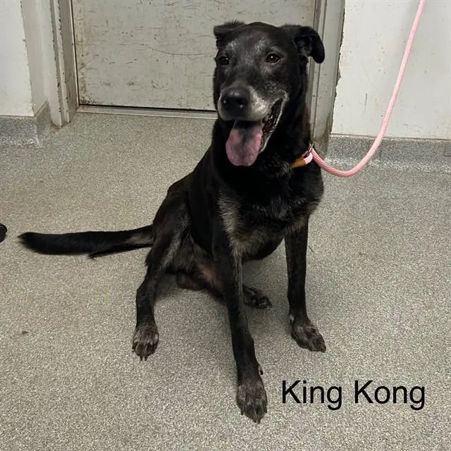 A senior large-sized male Labrador Retriever dog named King Kong for adoption in Lincolnton, NC