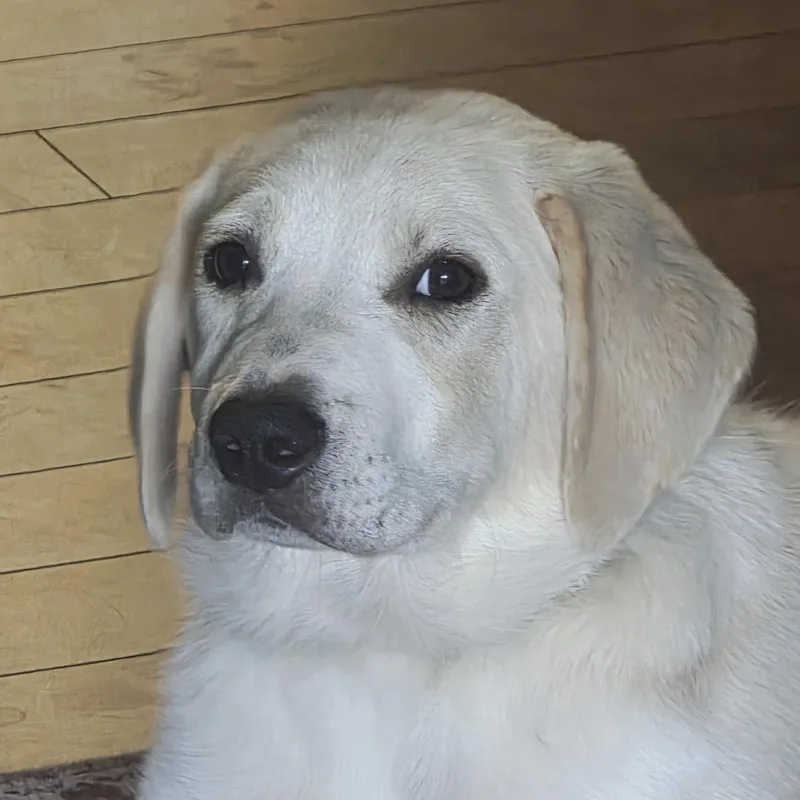 A baby medium-sized female Apricot / Beige Labrador Retriever dog named Pearl for adoption in Albany, NY
