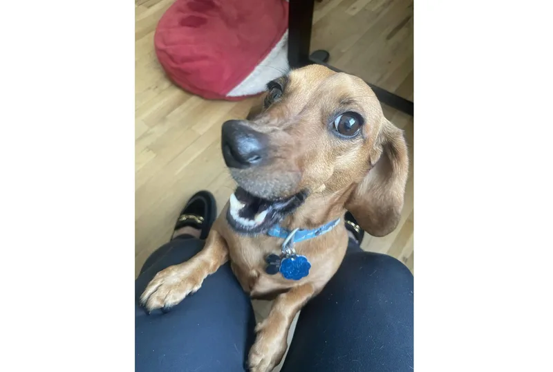 A young small-sized male Dachshund dog named Willie for adoption in West Columbia, SC