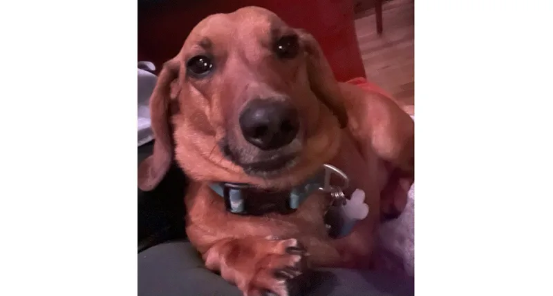 Willie thumbnail 2
