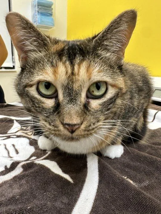 Delilah