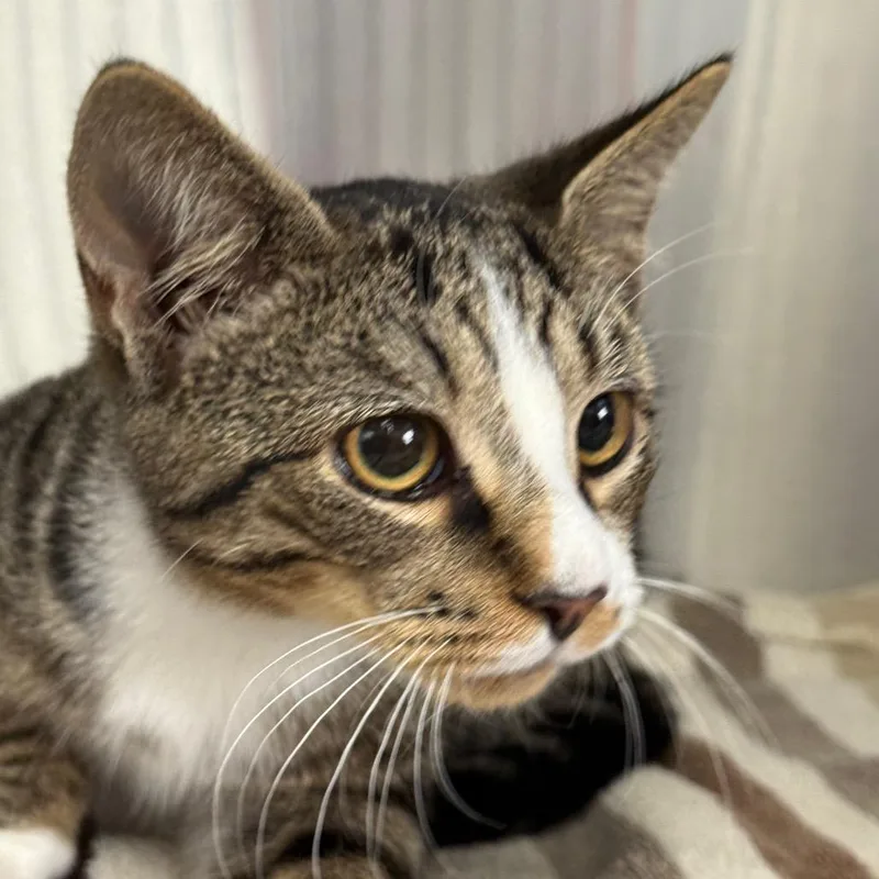 A young medium-sized male Domestic Short Hair cat named Jack for adoption in Perkiomenville, PA