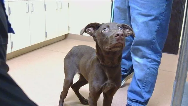 A young medium-sized male Australian Kelpie dog named Chocolate Sauce for adoption in Cookeville, TN