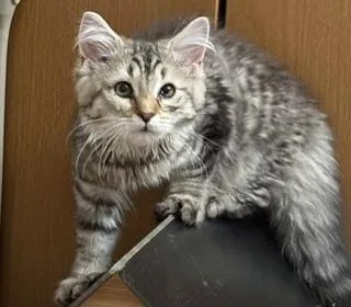 A baby extra large-sized male Tabby (Brown / Chocolate) Domestic Long Hair cat named Oatmeal for adoption in Lemoyne, PA