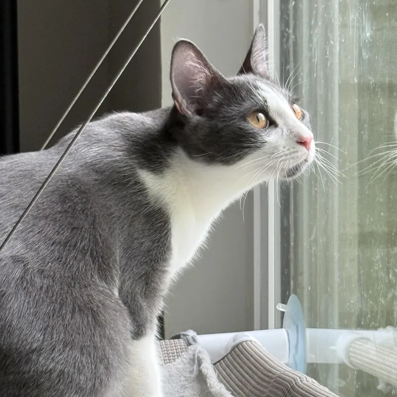 A baby medium-sized female Gray & White Domestic Short Hair cat named Moro for adoption in Liverpool, TX
