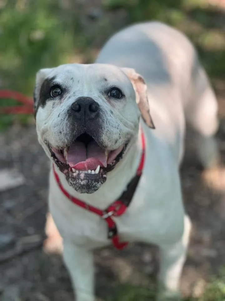 A young large-sized female Boxer dog named Ada for adoption in Torrington, CT