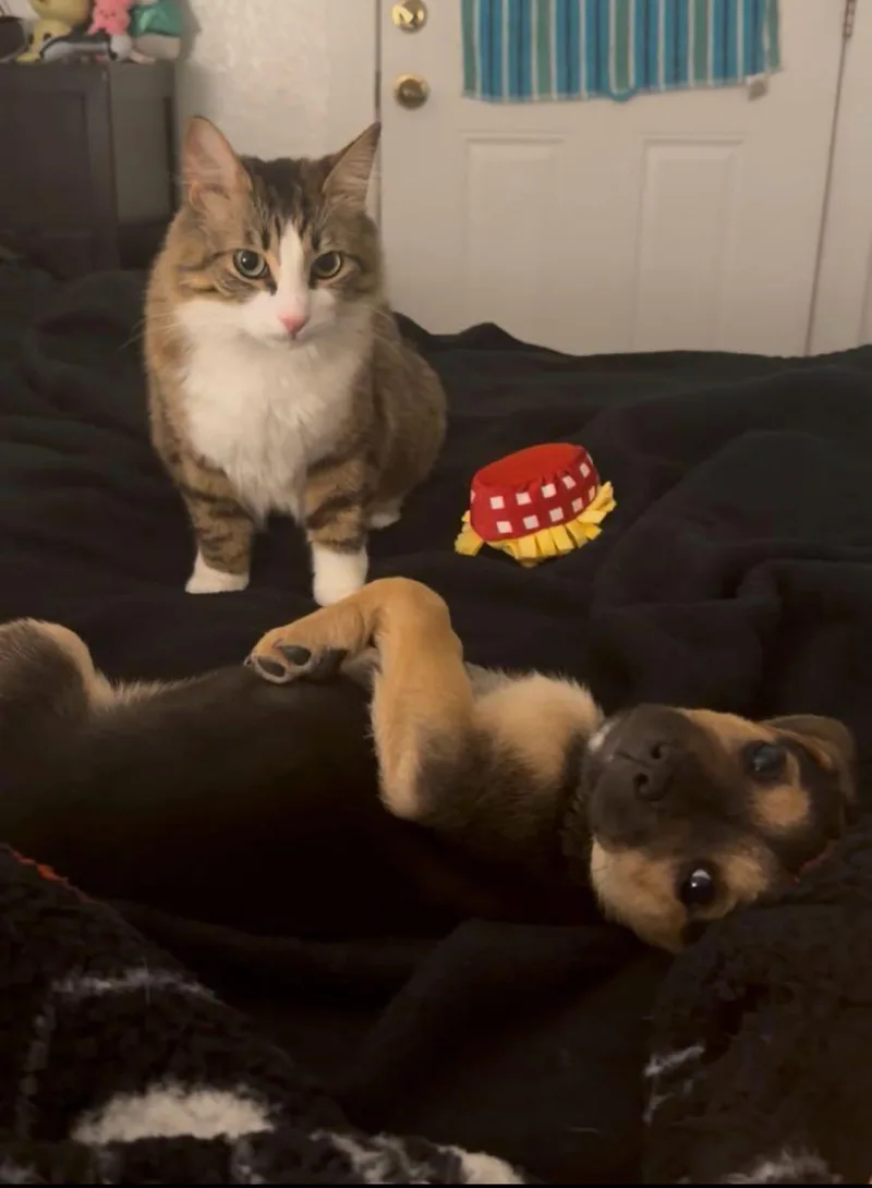 A baby medium-sized female German Shepherd Dog dog named Buttercup for adoption in Pflugerville, TX