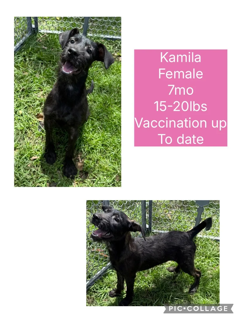 A young small-sized female Mixed Breed dog named Kamila for adoption in San Juan, PR