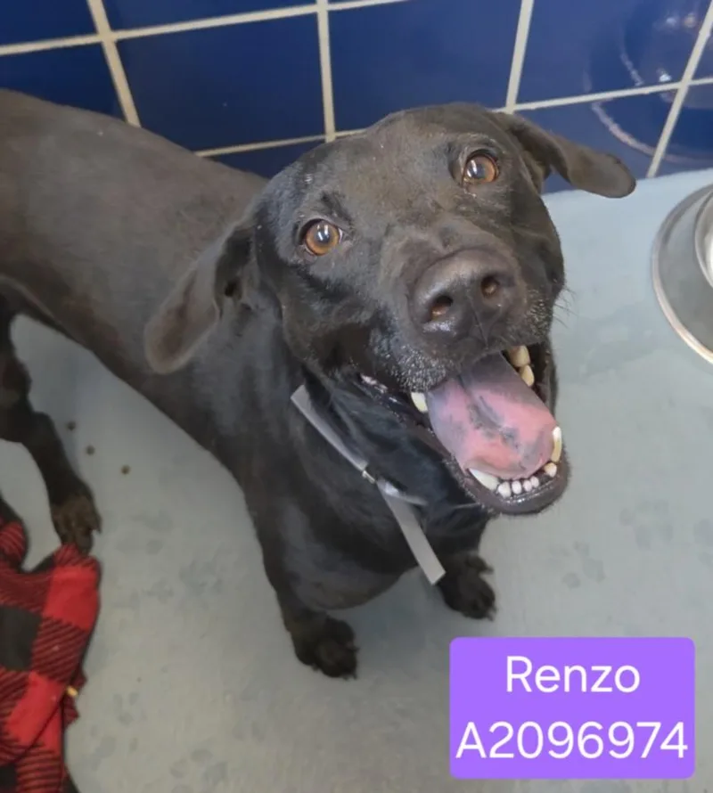 An adult large-sized male Labrador Retriever dog named Renzo for adoption in Houston, TX