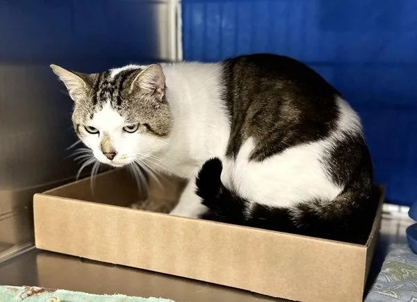 An adult small-sized male Domestic Short Hair cat named Smuckers for adoption in Sherwood, OR