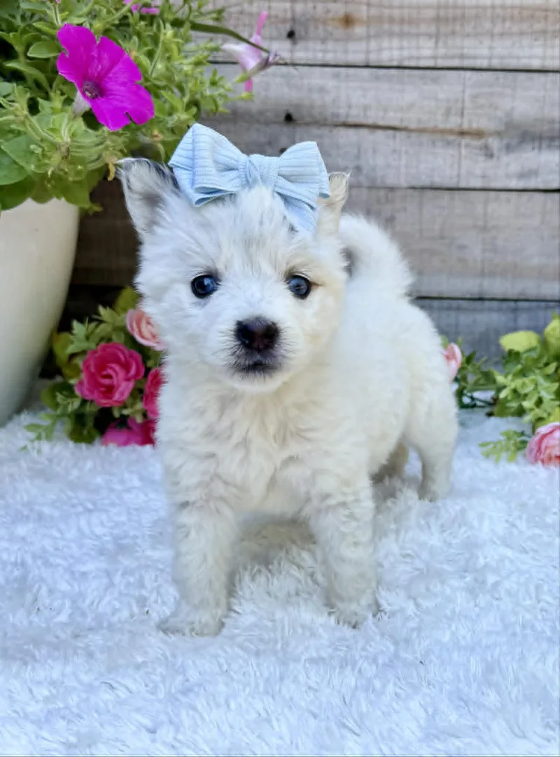 A baby medium-sized female White / Cream Husky dog named Katydid for adoption in Kiowa, OK