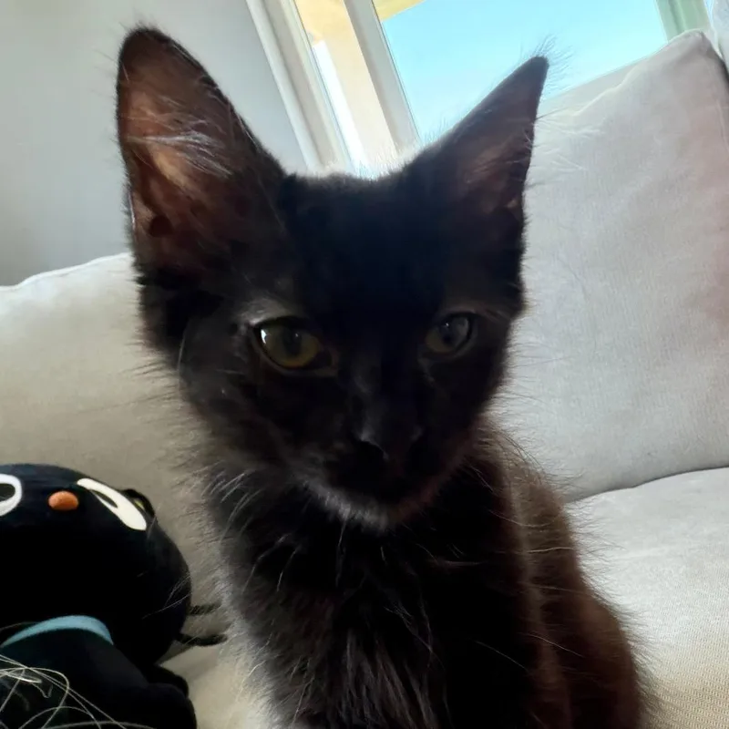 A baby small-sized male Black Domestic Medium Hair cat named Zuko for adoption in Long Beach, CA