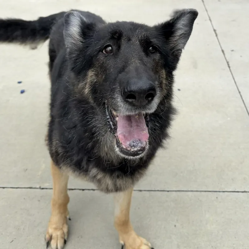 An adult large-sized female Black German Shepherd Dog dog named Gertrude for adoption in North Providence, RI