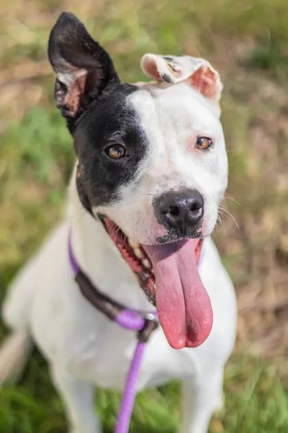 An adult medium-sized female Mixed Breed dog named Denali for adoption in Chamblee, GA