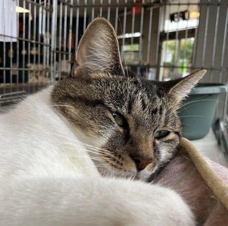 A young medium-sized female Tabby (Brown / Chocolate) Domestic Short Hair cat named Muneca for adoption in Parma, OH