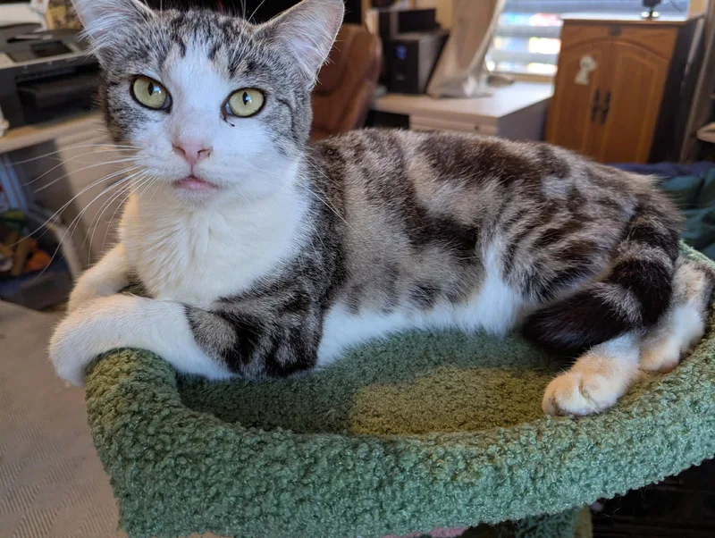 An adult medium-sized female Tabby (Brown / Chocolate) Domestic Short Hair cat named Minnie for adoption in Mission Viejo, CA