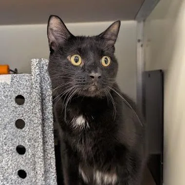 An adult large-sized male Domestic Short Hair cat named Boo Bear for adoption in Birdsboro, PA