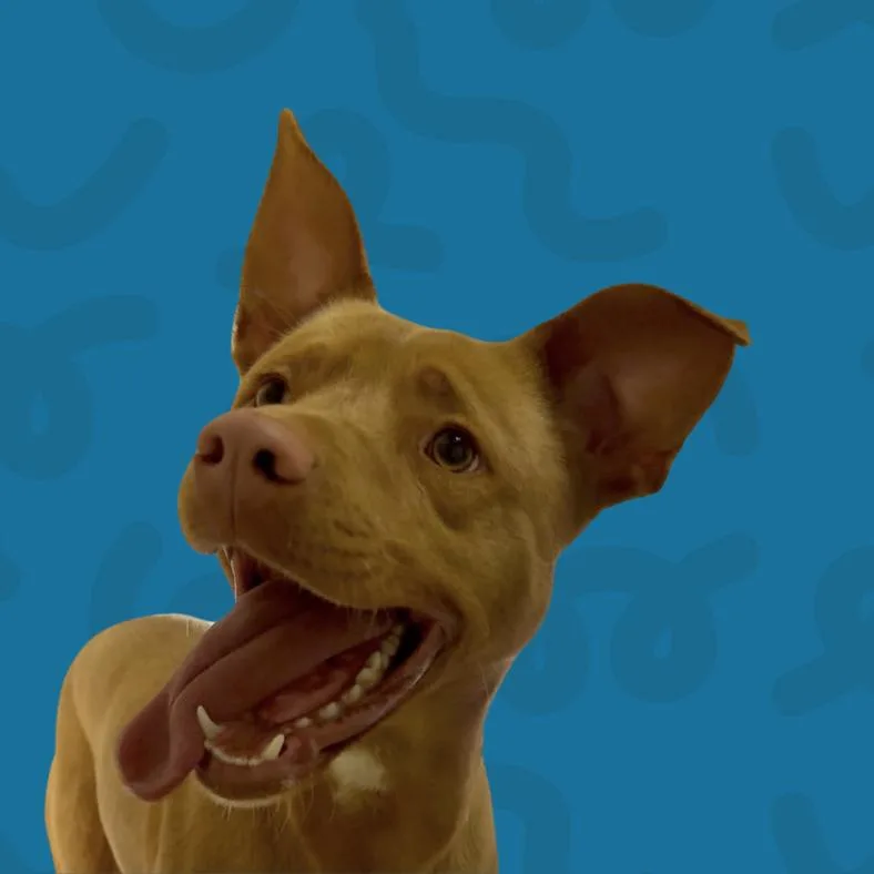 Gingerbread thumbnail 2