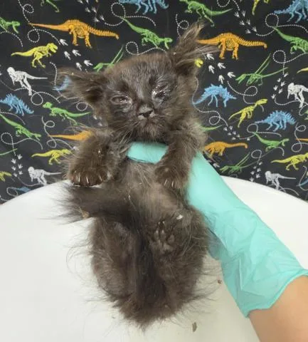 A baby small-sized male Domestic Short Hair cat named Frazzle for adoption in Riverside, CA