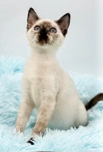 A baby medium-sized female White Siamese cat named Bramble for adoption in Covington, LA