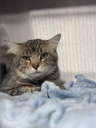 An adult medium-sized male Domestic Short Hair cat named Honda for adoption in West Chester, PA