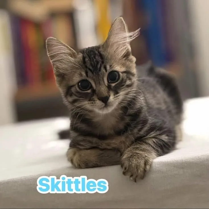 A baby small-sized male American Shorthair cat named Skittles for adoption in Bessemer, AL