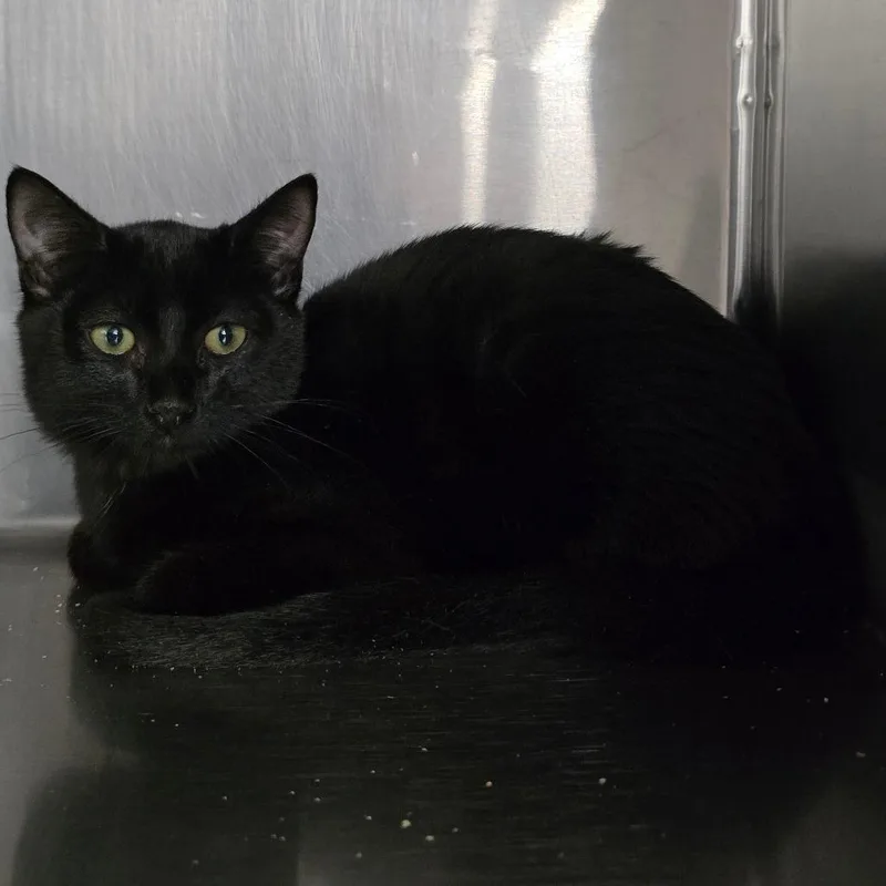 Marmalade
