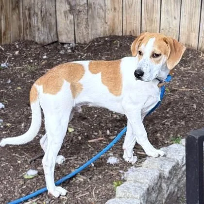 A young medium-sized male Hound dog named Bertrum for adoption in Washington, DC