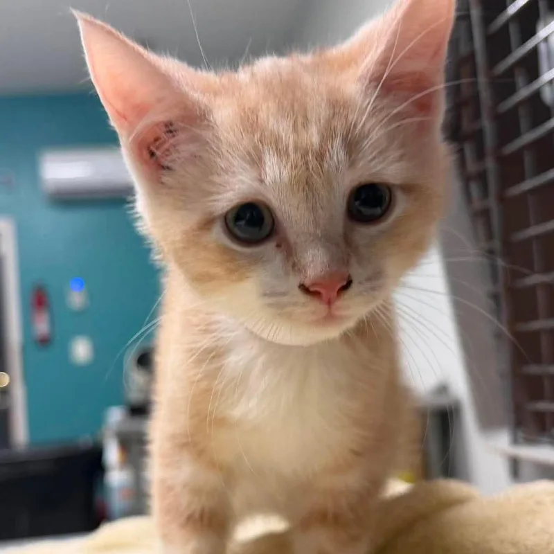 A baby small-sized male Orange / Red Domestic Short Hair cat named Biscuit Maker for adoption in Fredericksburg, VA